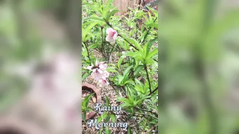 Ashe Maree manyvids charming slut hammering herself on the couch