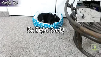 creepycrawlygirl66 beautiful chick fucks a fat man