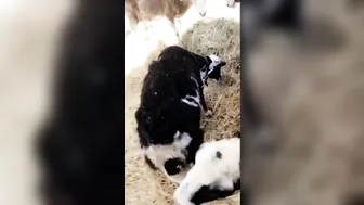 Adriana Chechik young beauty seduces the virgin body