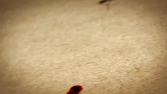 ariel x onlyfans the full video will be up on my clips store friday but this gives you a lot now