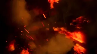 rebel rhyder i desperately need to be bred 20p