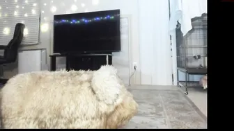 napudi1 5.12.020 53 female chaturbate