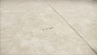 Sandra Latina_The Burglars