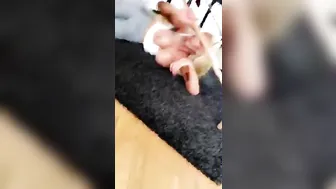 Nicolette Shea onlyfans Suck that cock 2019-10-18