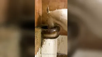 angelwicky 23 05 2020 41379752 Little something to brighten your day piggy Shiney n co