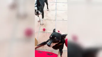 angelwicky 14 12 2019 16299465 Have you seen a dog fly yet u jdi vid l psa l tat