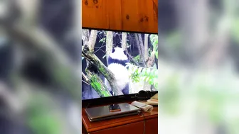 TheCaliReign_Goddess-Panda-Ignores-You