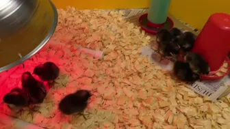 nickeyhuntsman 2020 04 02 207895646