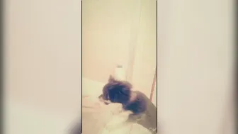 elenakoshkaxoxo onlyfans i8nNfBvRg9dJG1fkh74e7F6SQsus8OYF