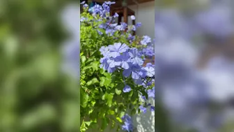 sofie sofie onlyfans sfsml 46