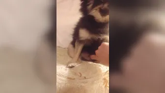 elenakoshkaxoxo onlyfans sRqLFRpSxZ9Zy9LEZOyulDPddy3s6UkQ