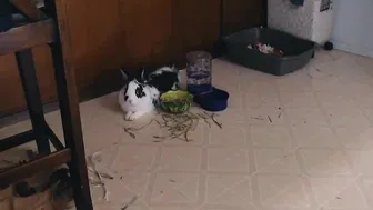 connerjay 13.10.2017 0644_myfreecams ticket video